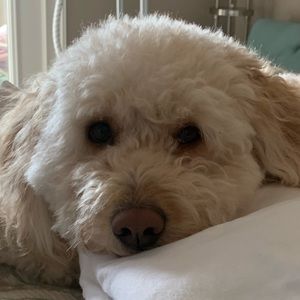 Meet your Posher, Ginger